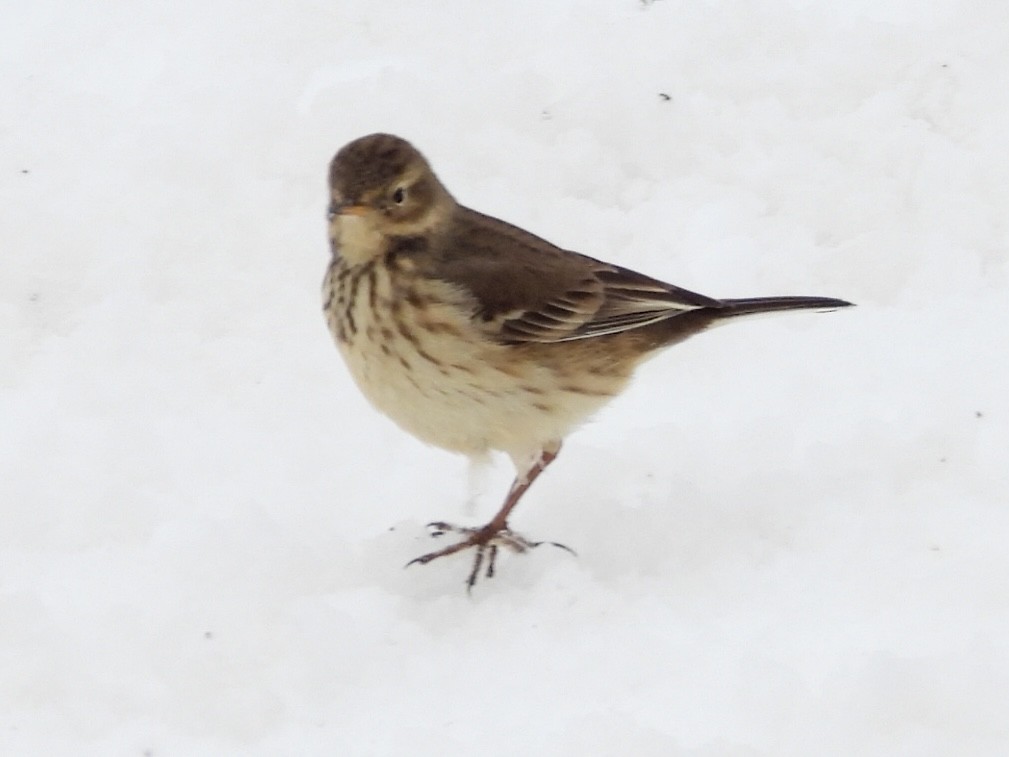 Amerika İncirkuşu - ML646248534