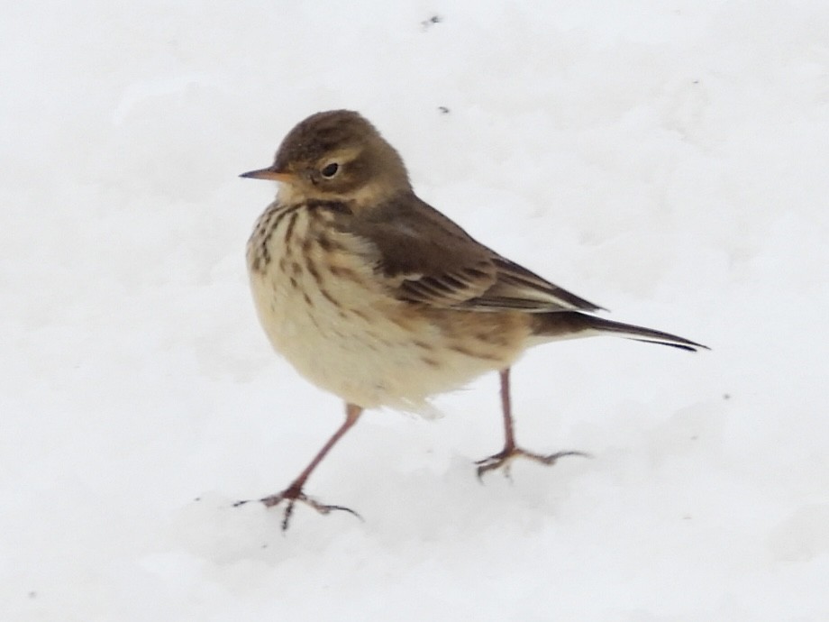 Amerika İncirkuşu - ML646248535