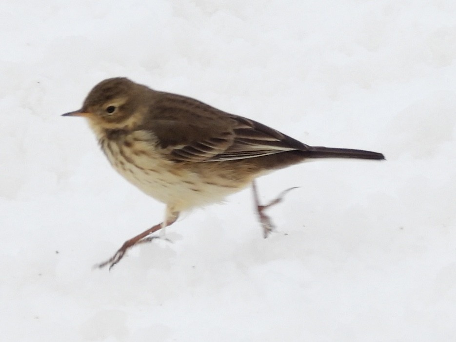 Amerika İncirkuşu - ML646248536