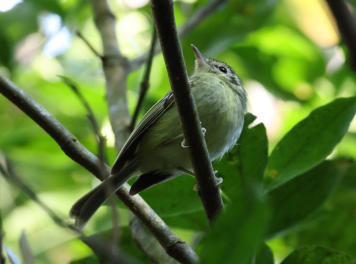 Sao Paulo Yaprak Tiranı - ML646248537
