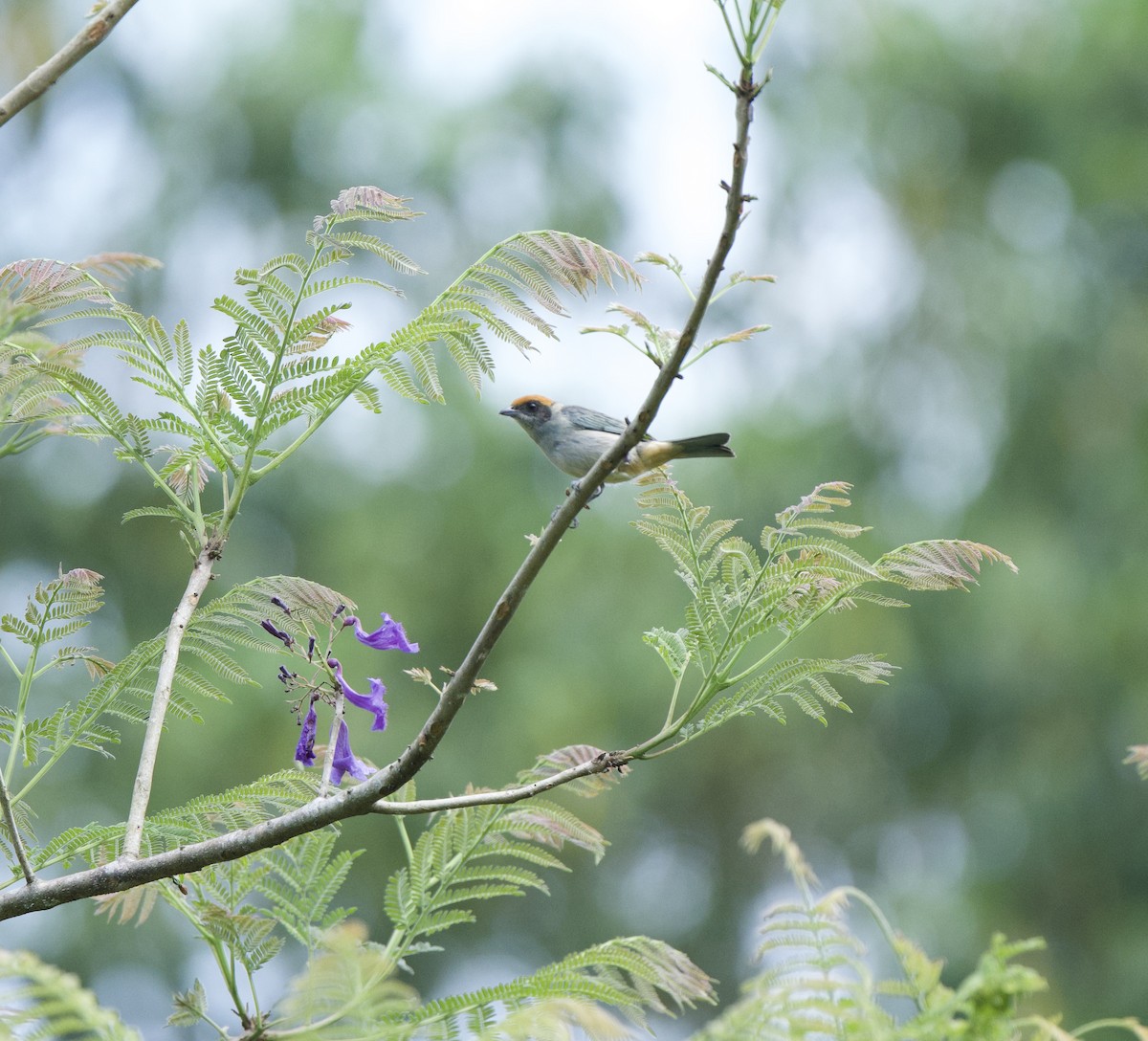 Çalı Tangarası - ML646248538