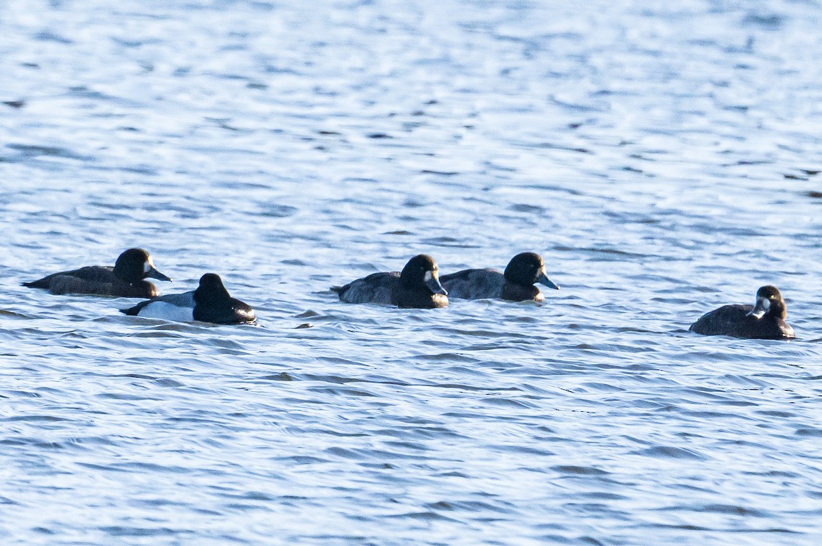 Karabaş Patka - ML646248539