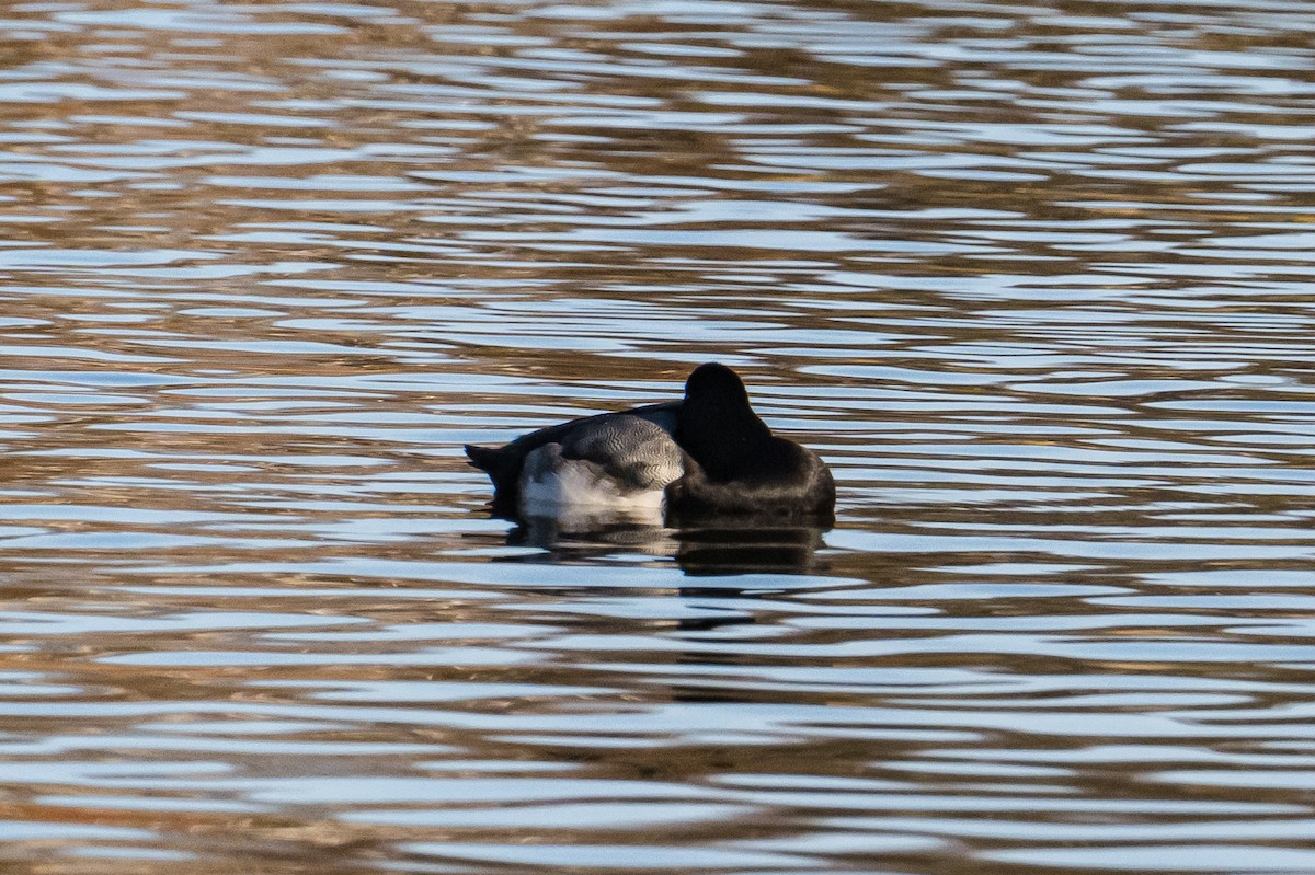 Karabaş Patka - ML646248540