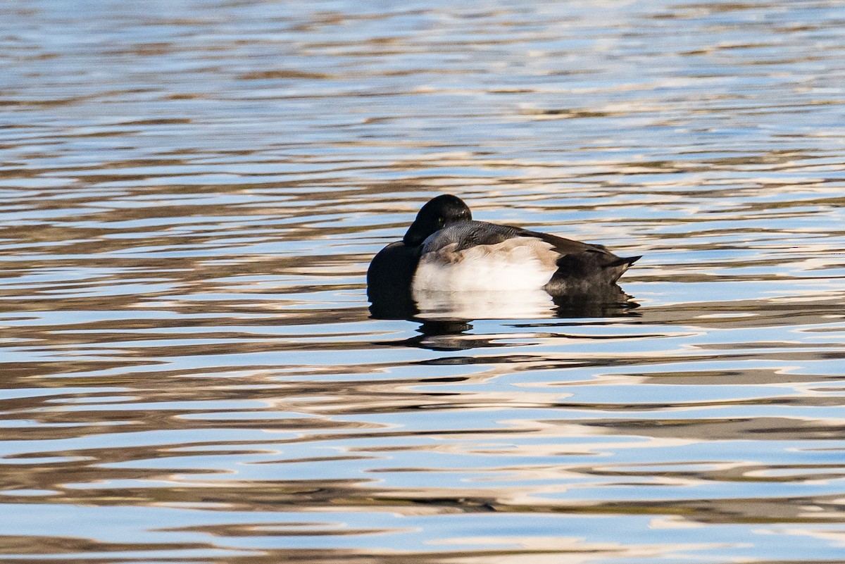 Karabaş Patka - ML646248541