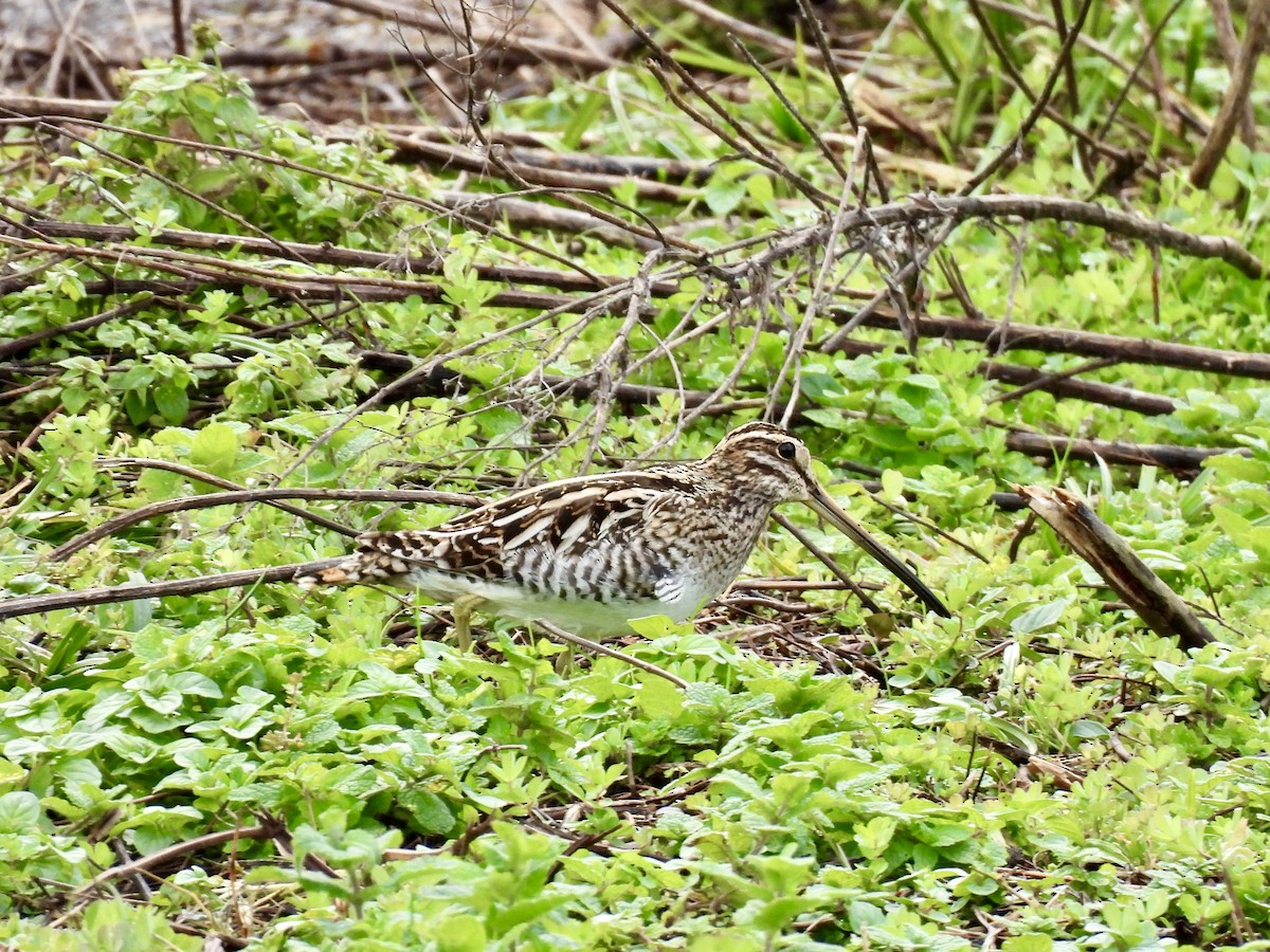 Suçulluğu - ML646248542