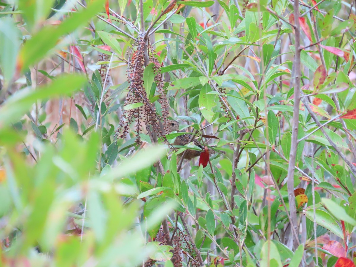 Kındıra Çıtkuşu - ML646248547