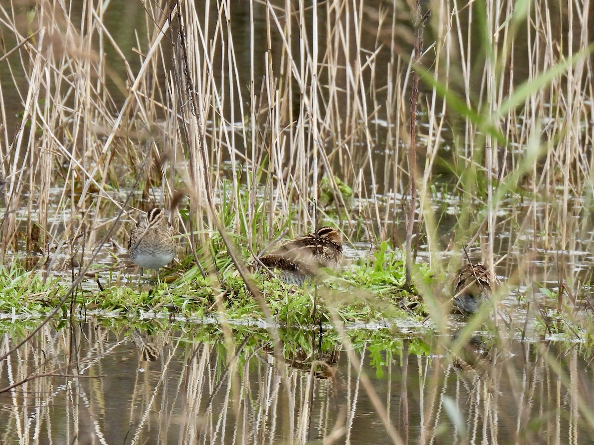 Suçulluğu - ML646248548