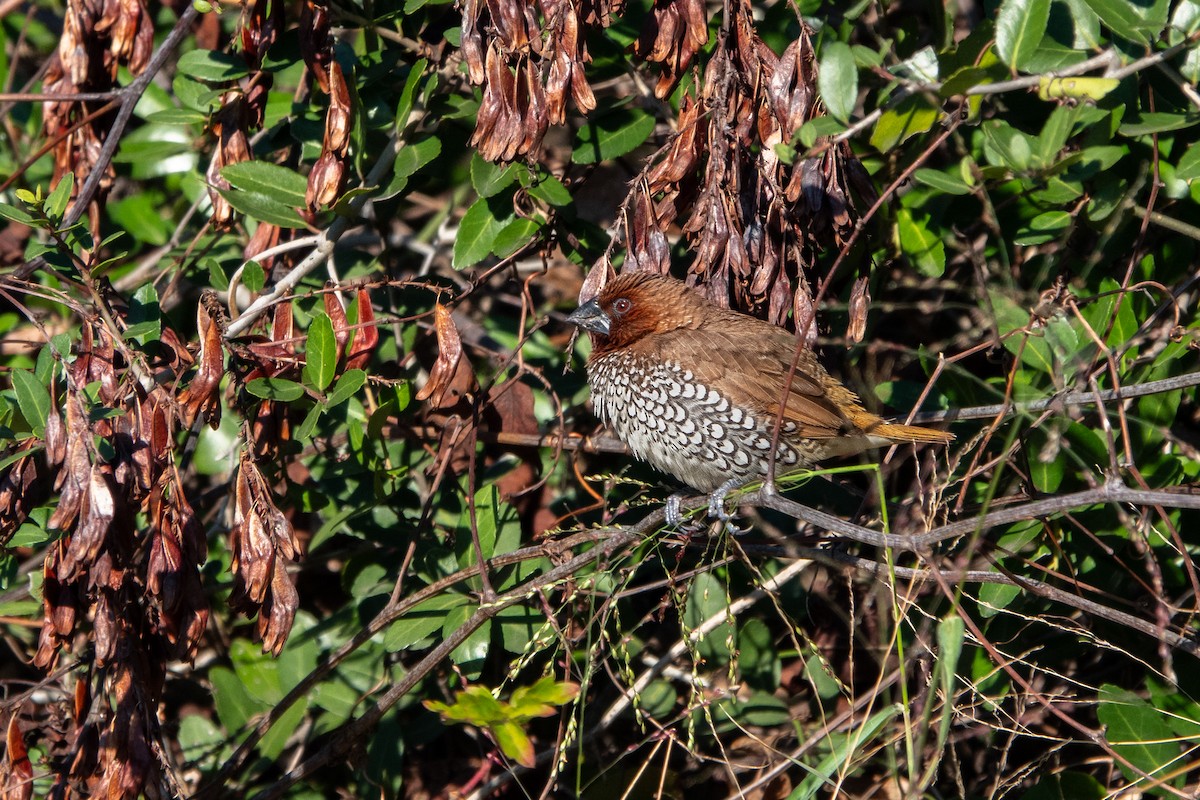 Pullu Munya - ML646248549