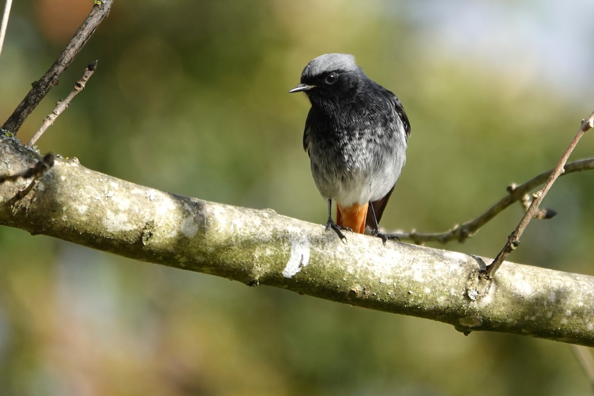 Kara Kızılkuyruk - ML646248550