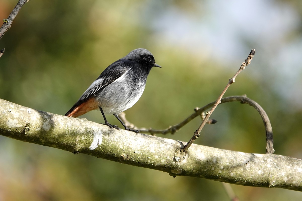 Kara Kızılkuyruk - ML646248551