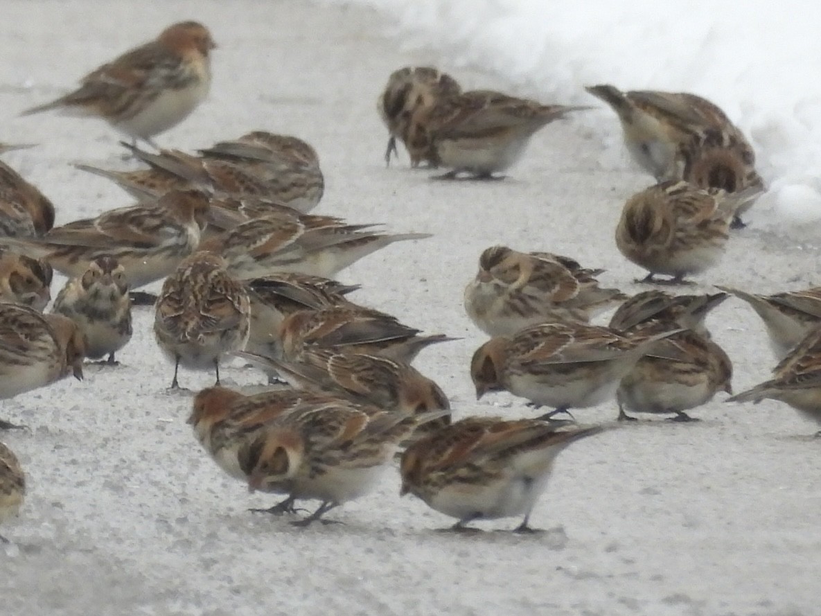 Lapland Longspur - ML646248552