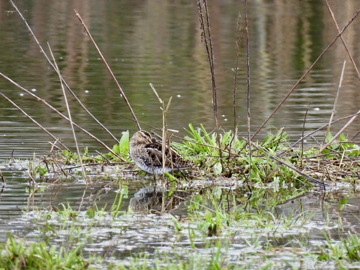 חרטומית ביצות - ML646248553