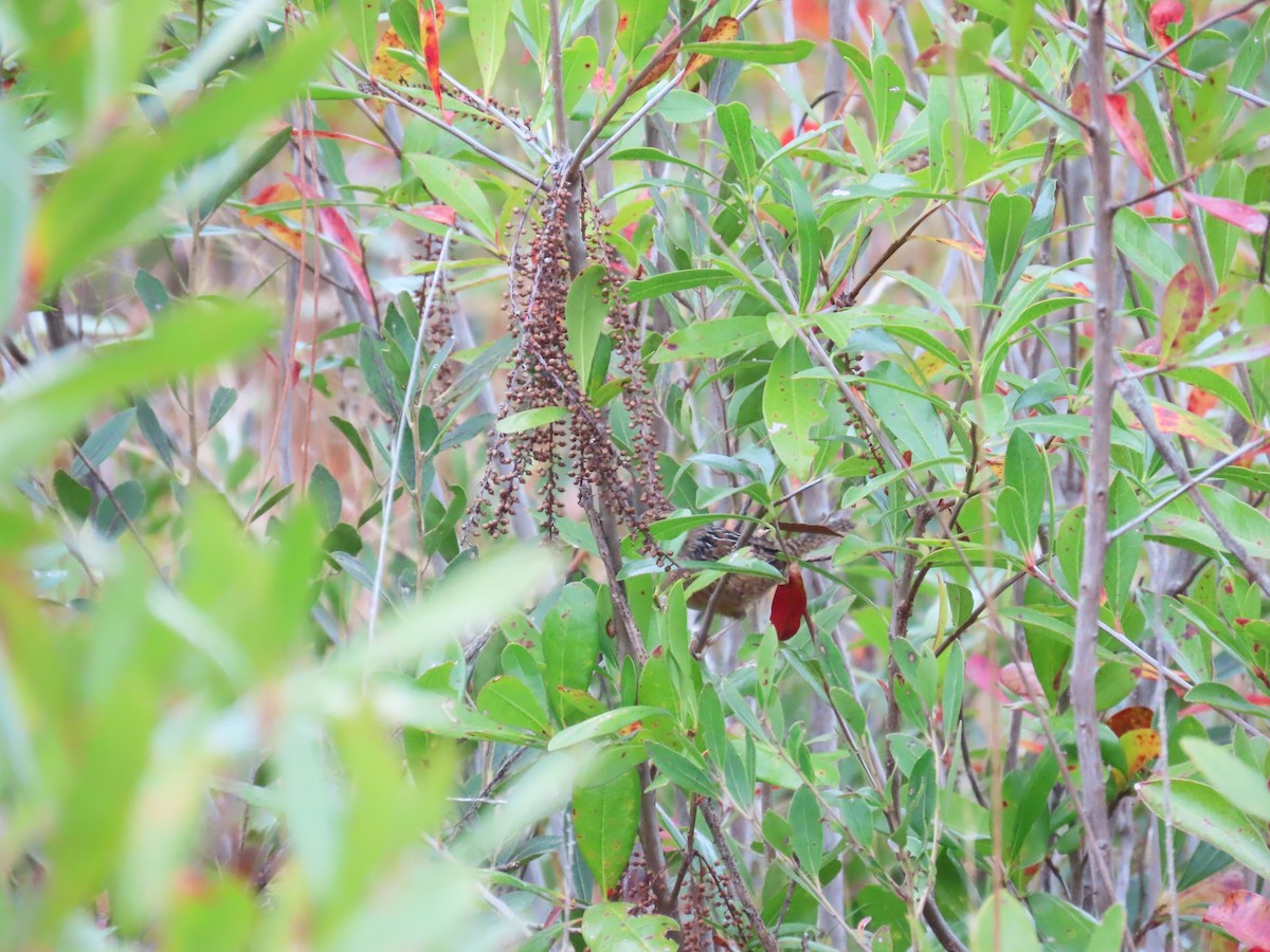 Sedge Wren - ML646248555