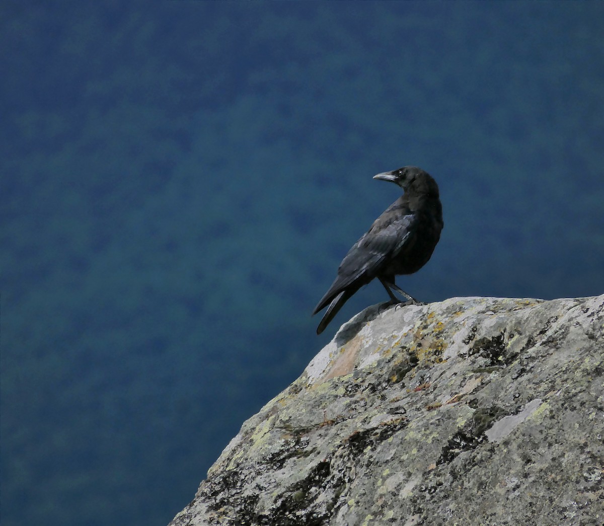 Carrion Crow - ML646248556