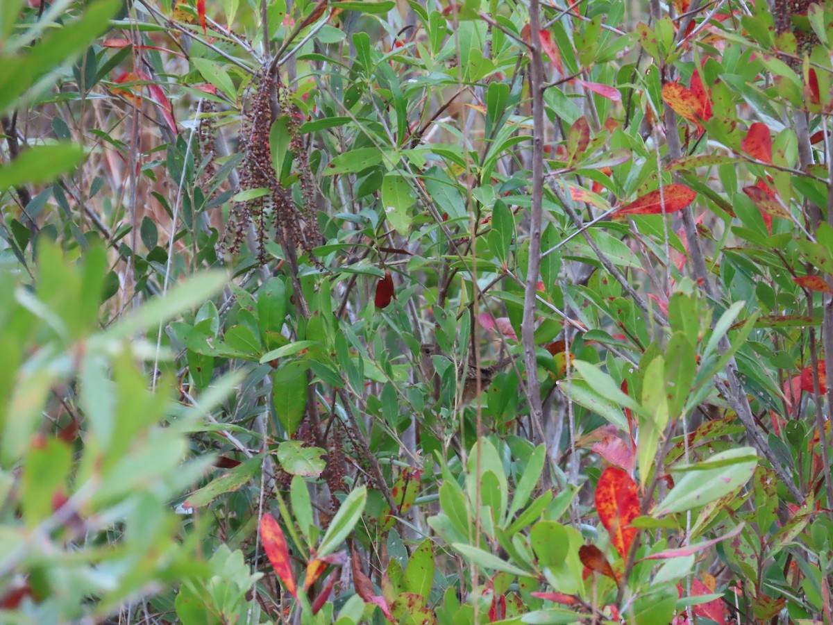 Sedge Wren - ML646248558