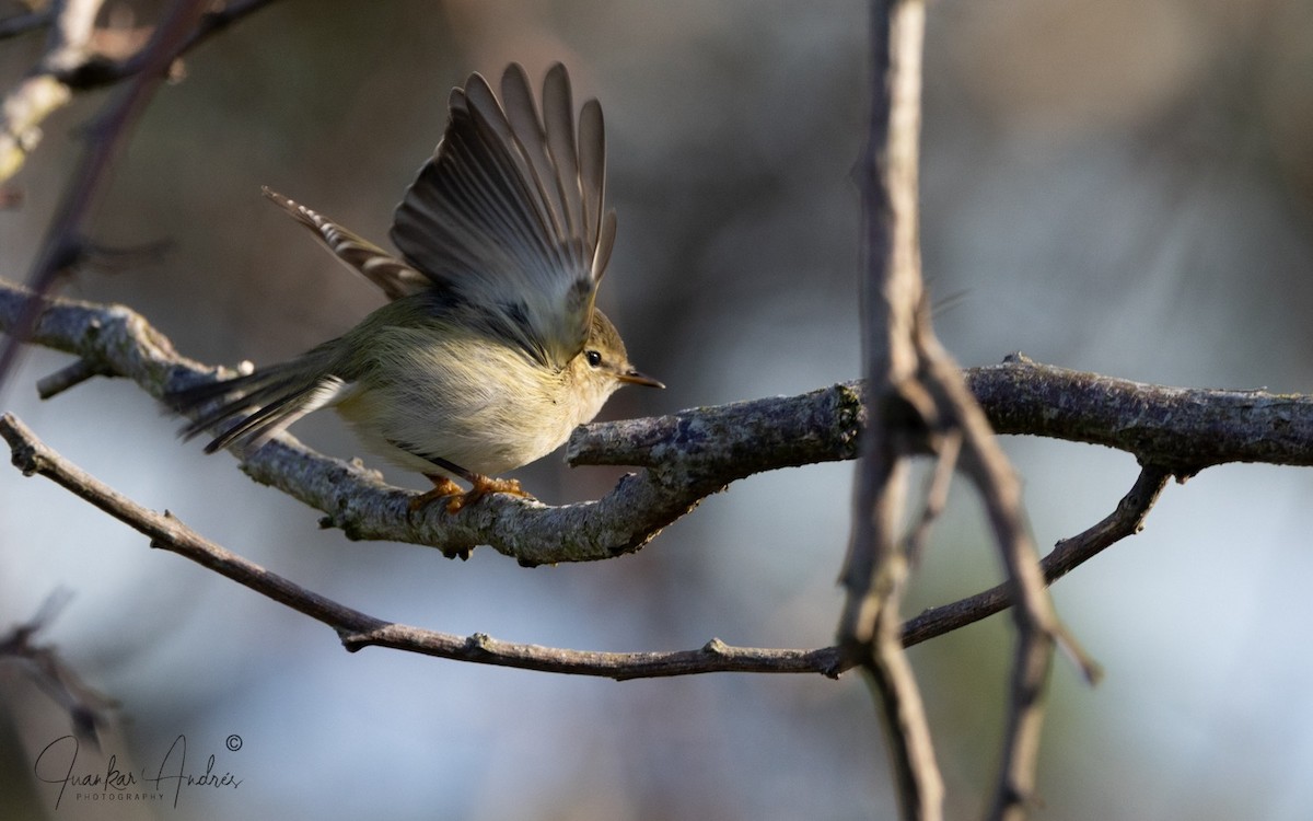 Hume's Warbler - ML646248559