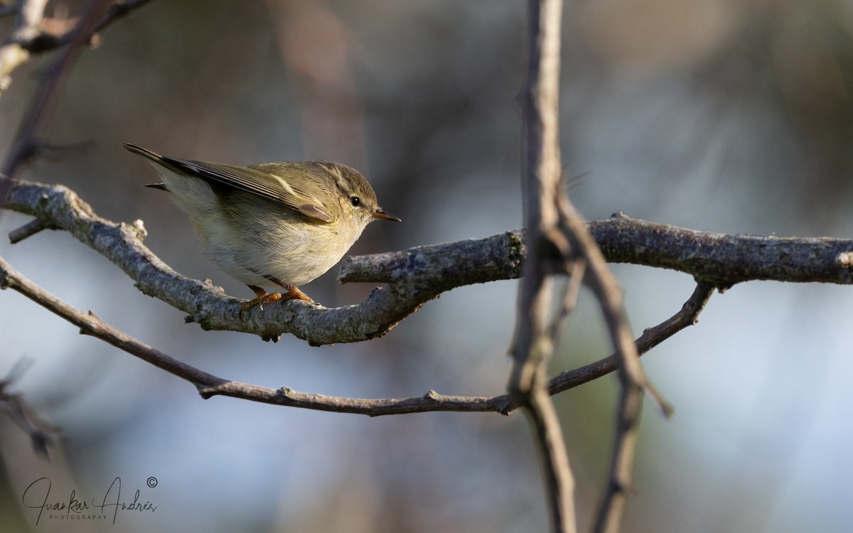 Hume's Warbler - ML646248560