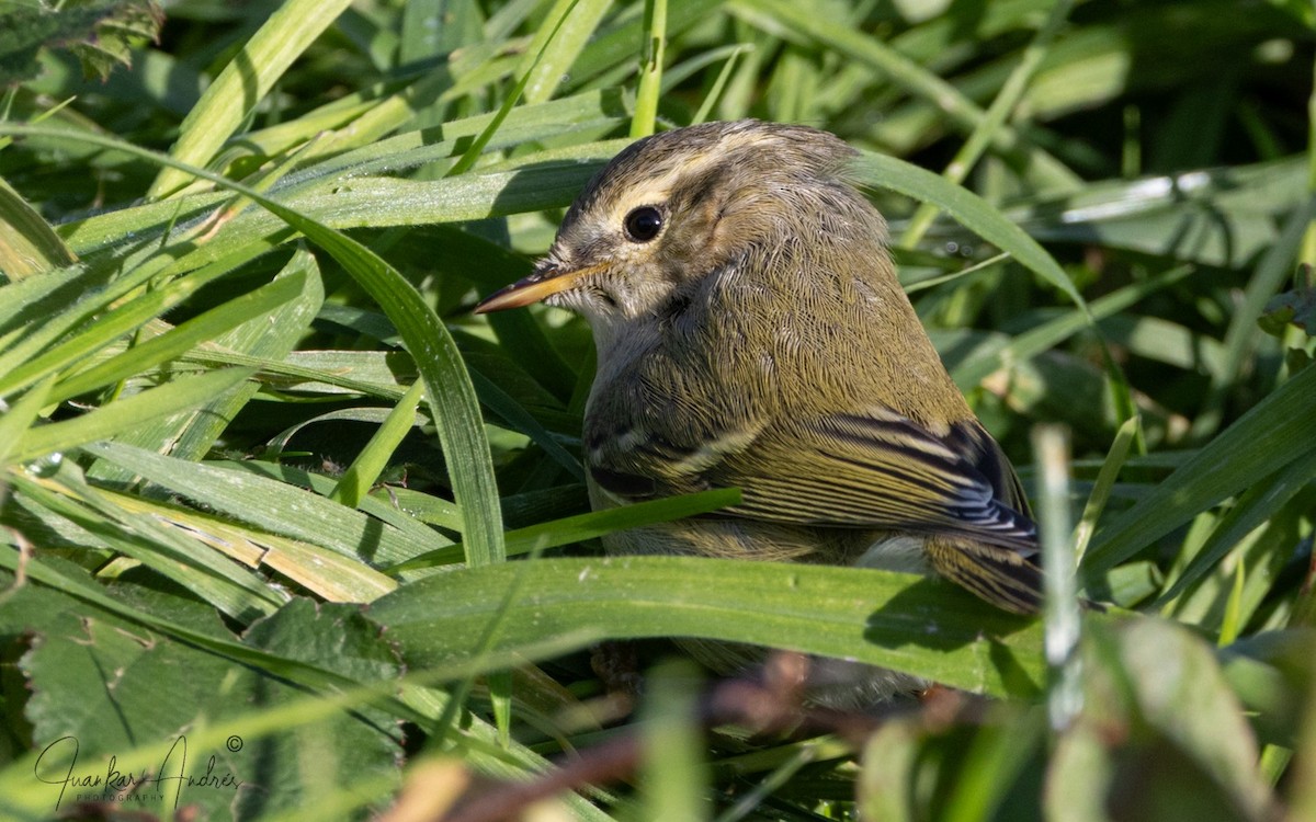 Hume's Warbler - ML646248561