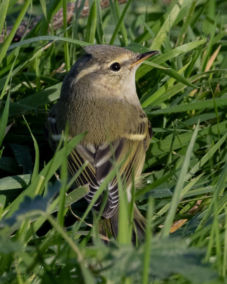 Hume's Warbler - ML646248562