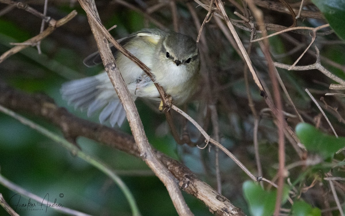 Hume's Warbler - ML646248563