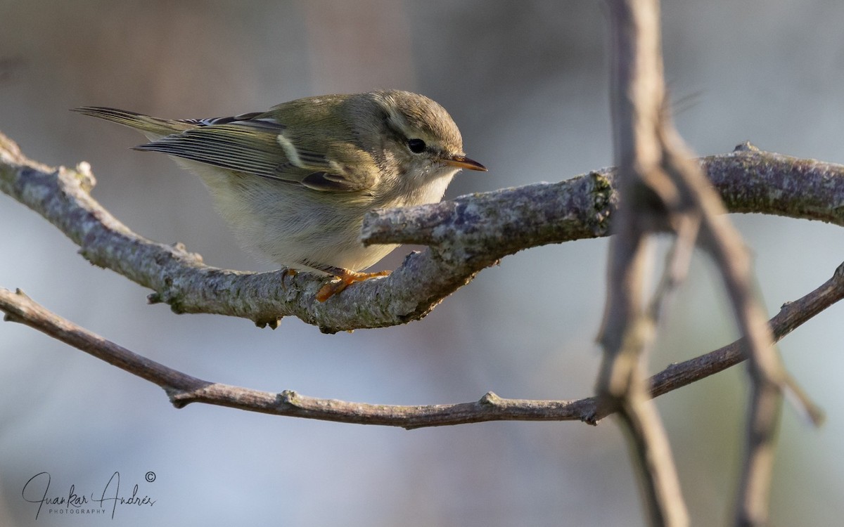 Hume's Warbler - ML646248564