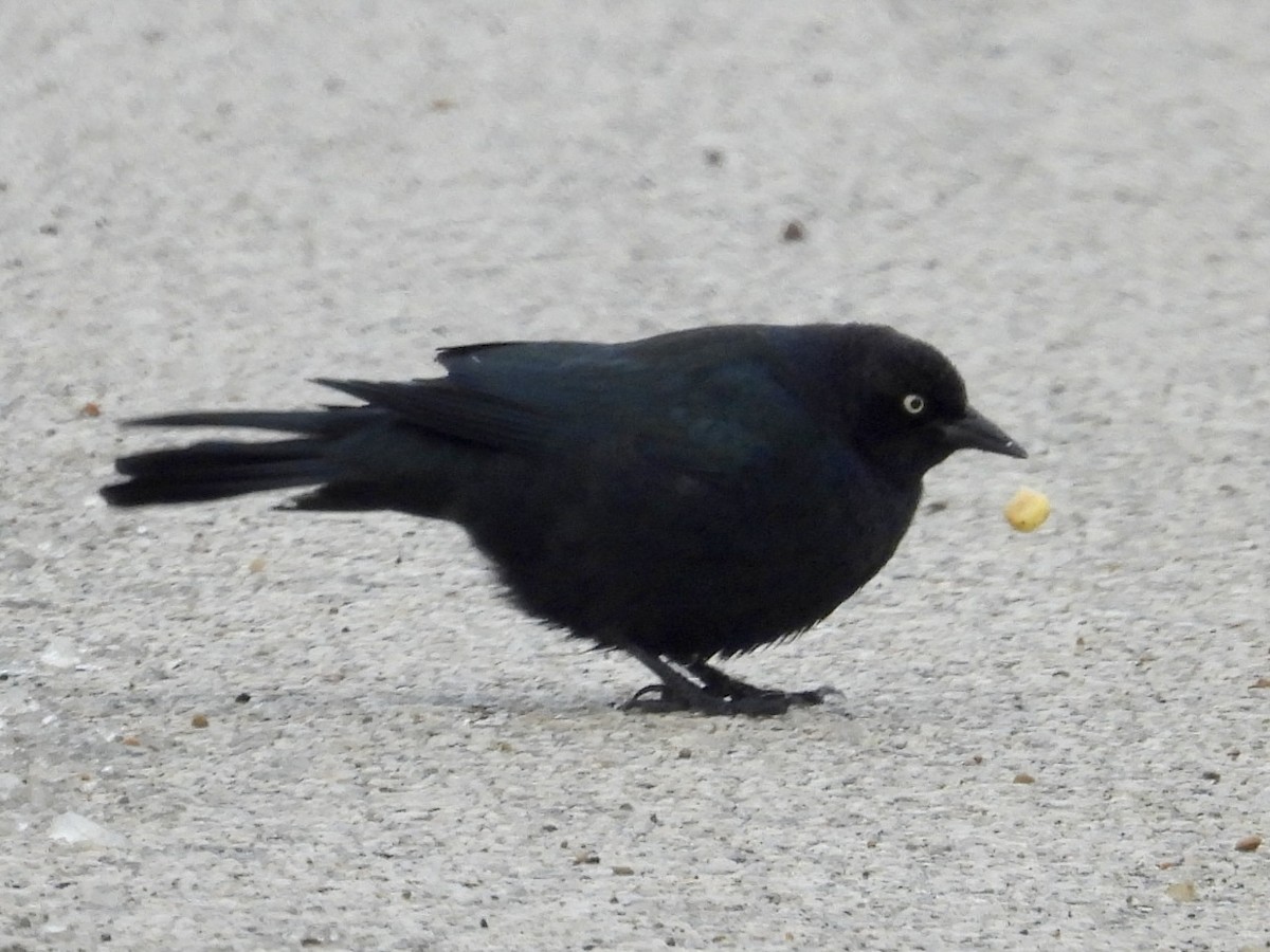 Brewer's Blackbird - ML646248566