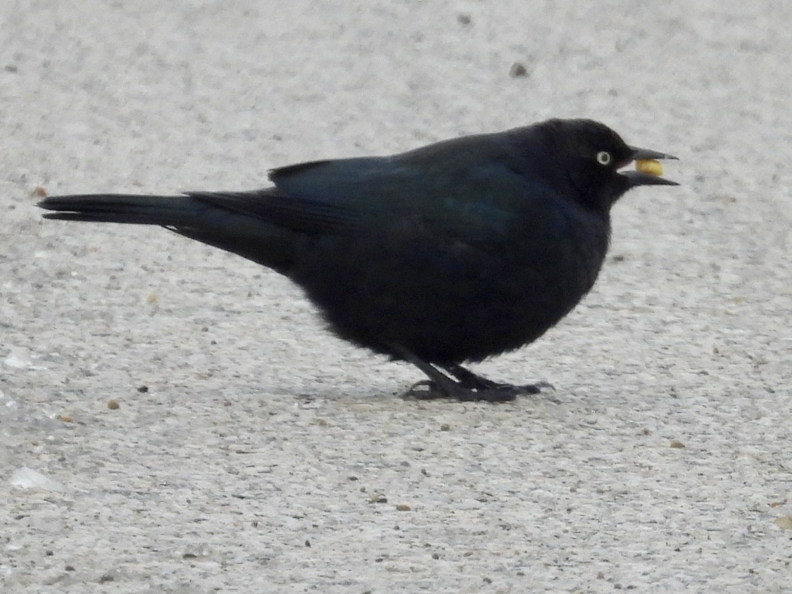 Brewer's Blackbird - ML646248567