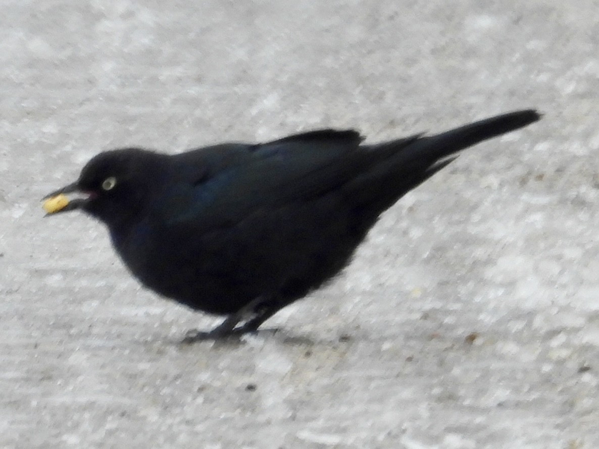 Brewer's Blackbird - ML646248568