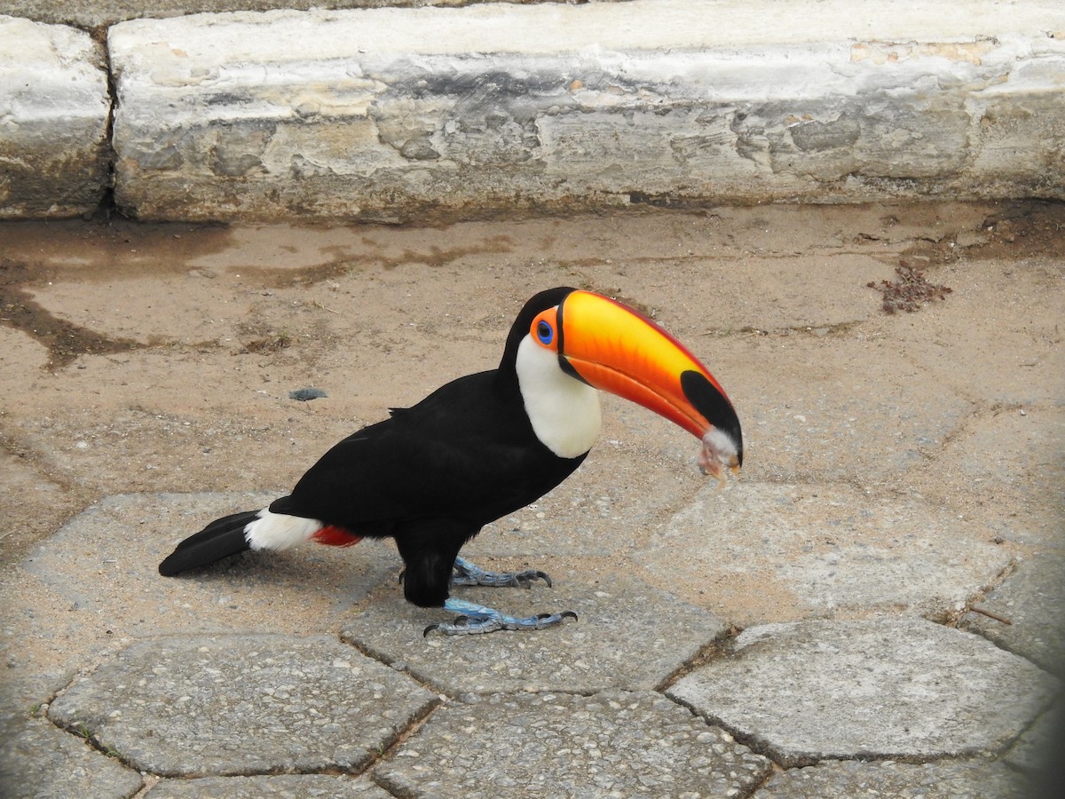 オニオオハシ - ML646248569