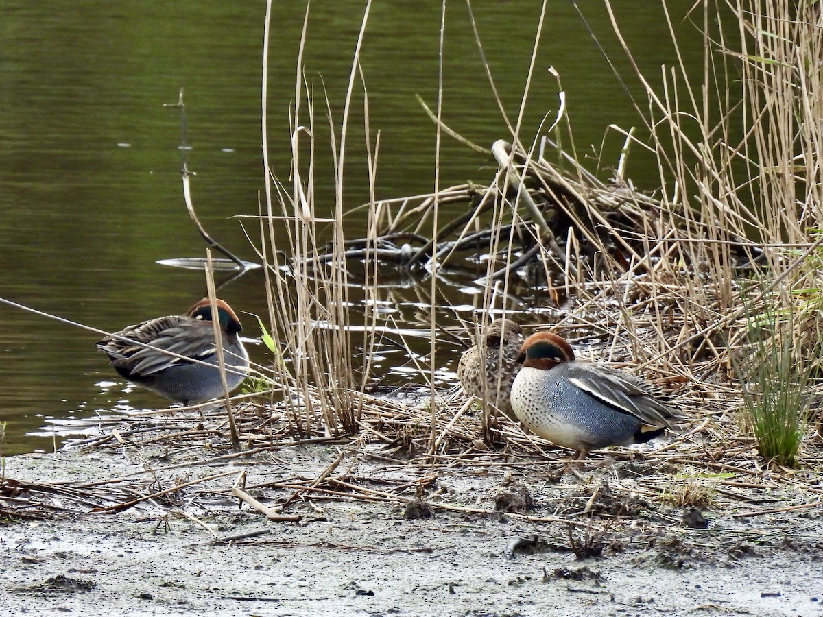 Alzavola - ML646248571