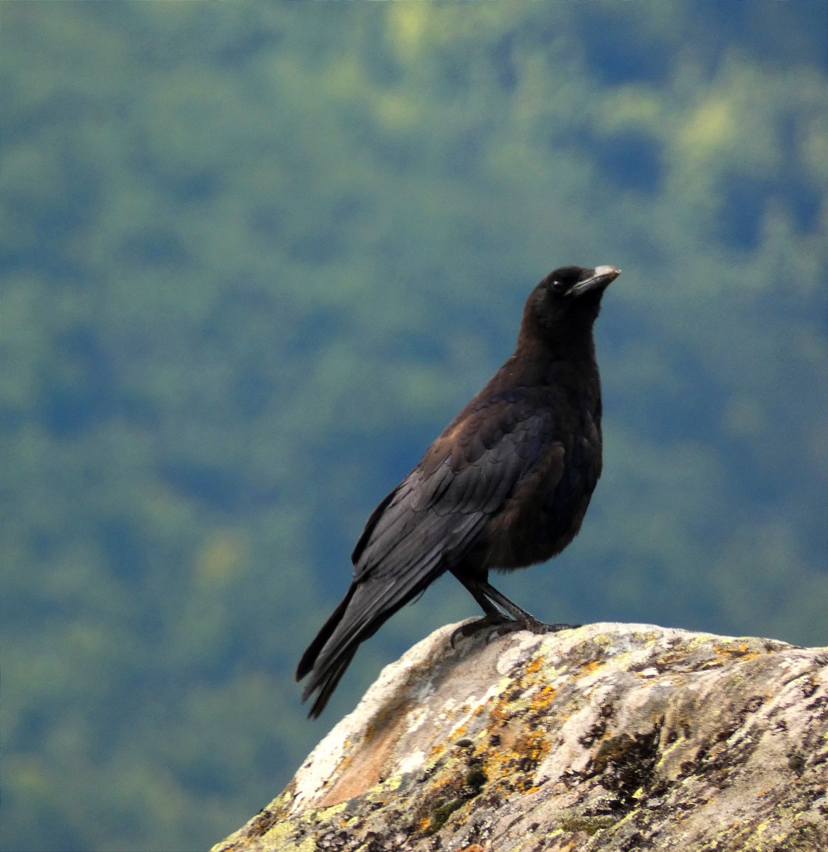 Carrion Crow - ML646248574