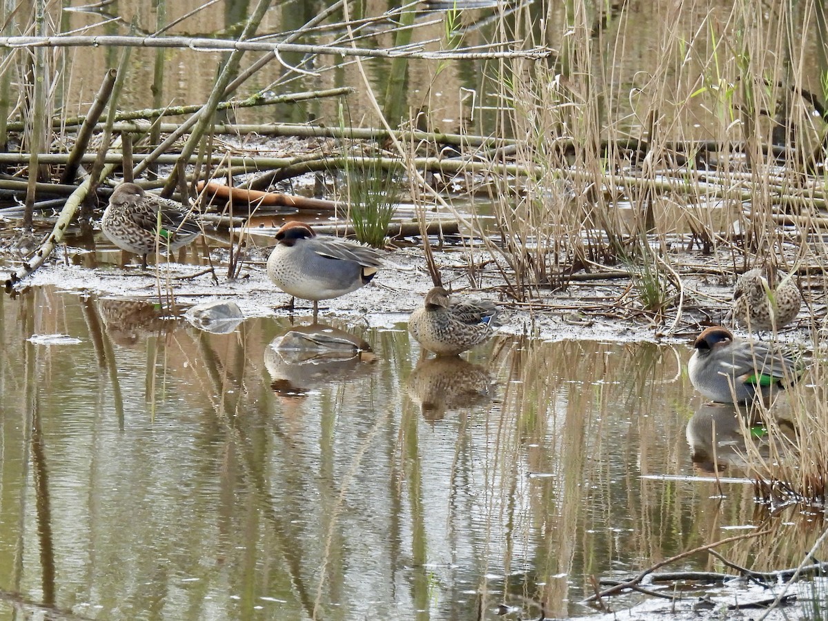 Alzavola - ML646248575