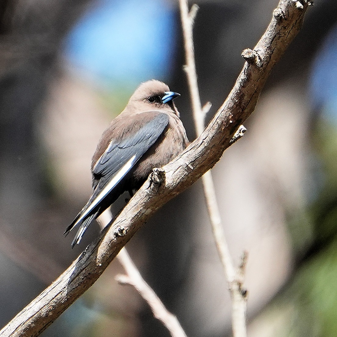 Dusky Woodswallow - ML646248576
