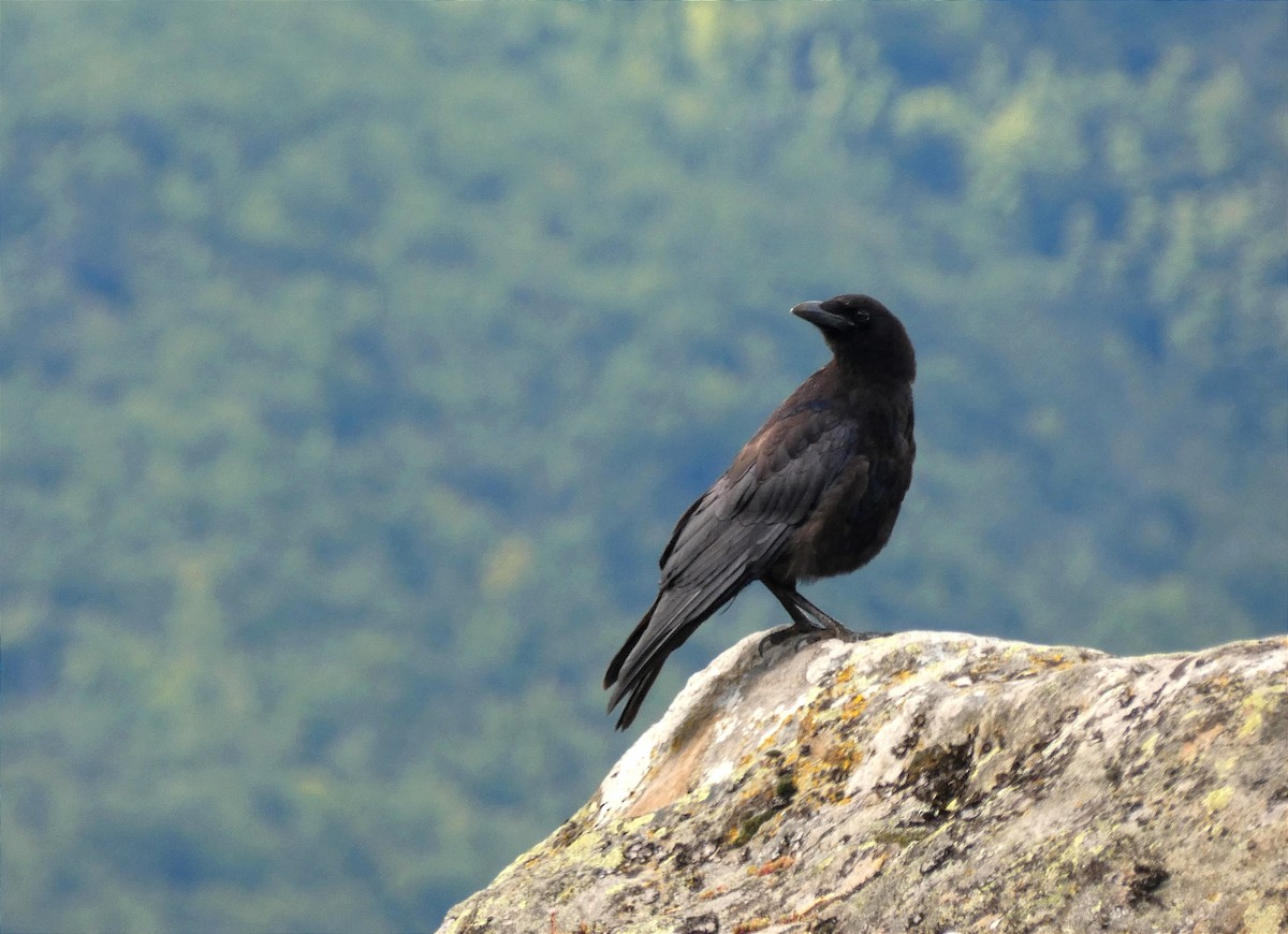Carrion Crow - ML646248578
