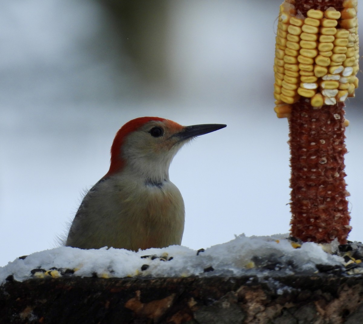 Red-bellied Woodpecker - ML646248585
