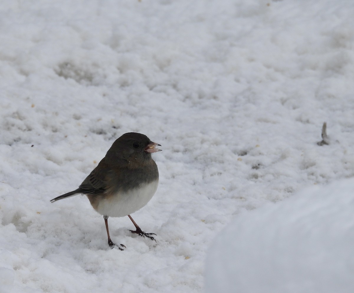 Dark-eyed Junco (Slate-colored) - ML646248587