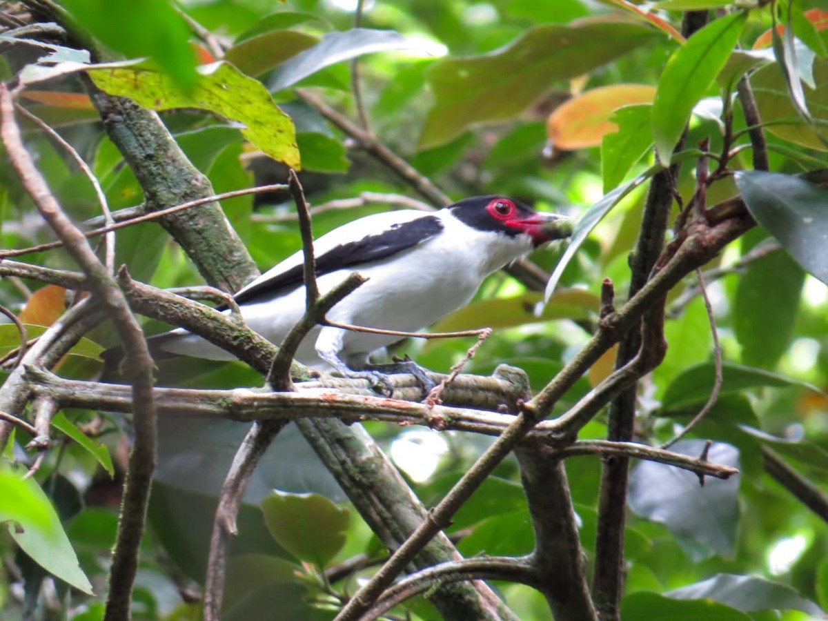 Black-tailed Tityra - ML646248589