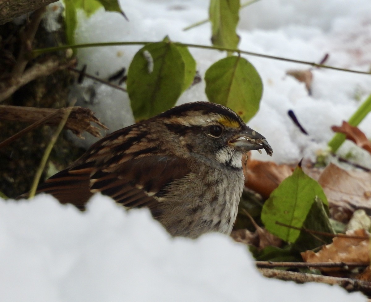 White-throated Sparrow - ML646248591