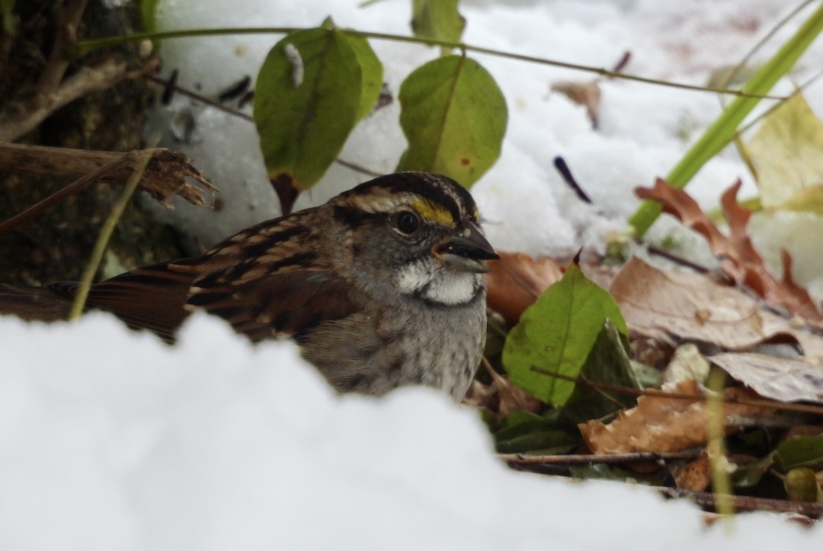 White-throated Sparrow - ML646248592