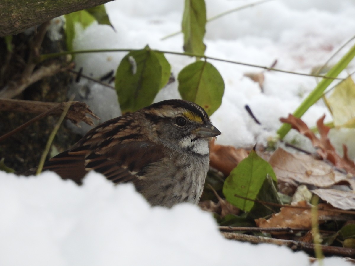 White-throated Sparrow - ML646248593