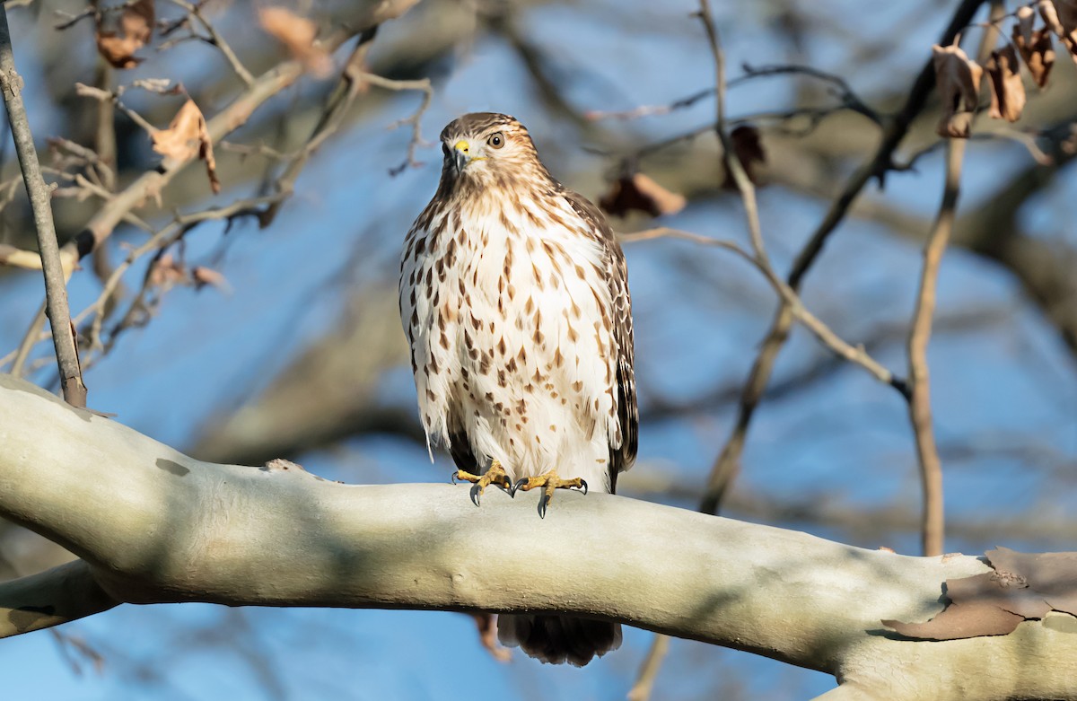 Red-shouldered Hawk - ML646248596