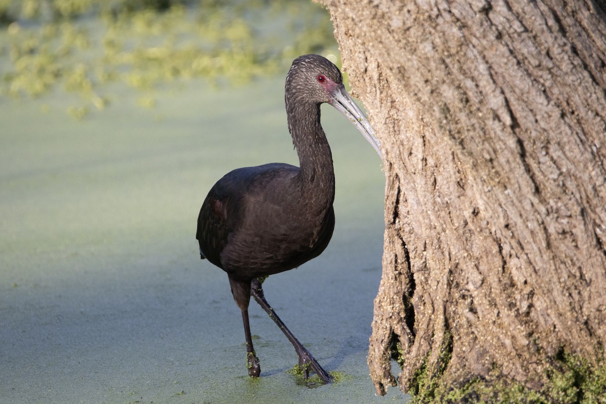 White-faced Ibis - ML646248600
