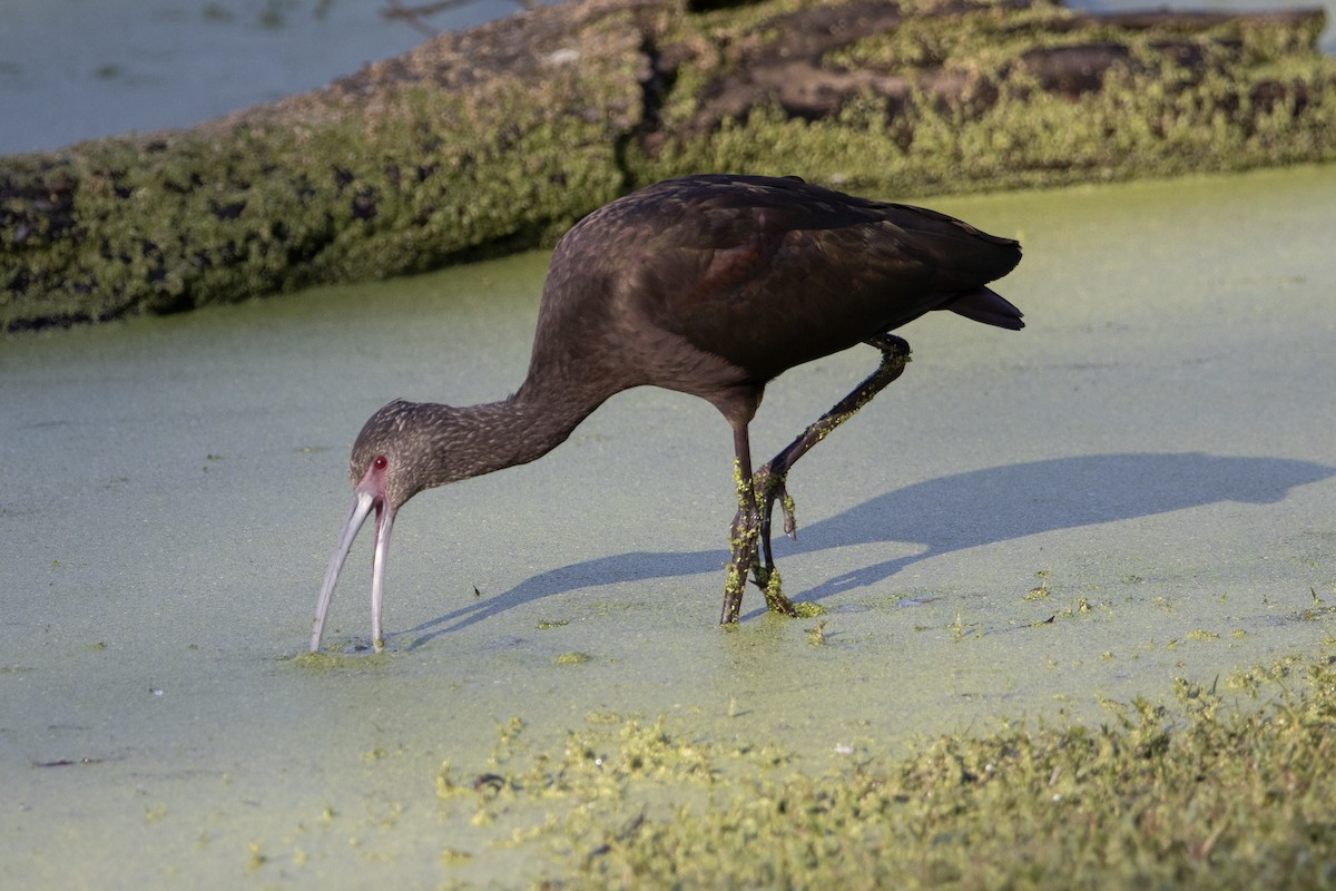 White-faced Ibis - ML646248601
