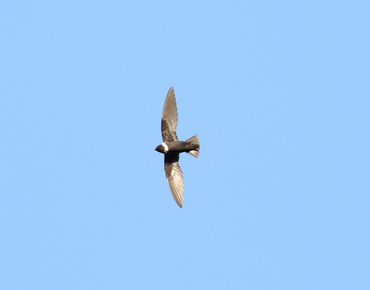 White-collared Swift - ML646248605