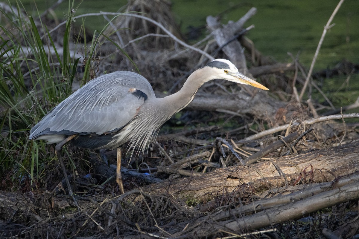 Great Blue Heron - ML646248607