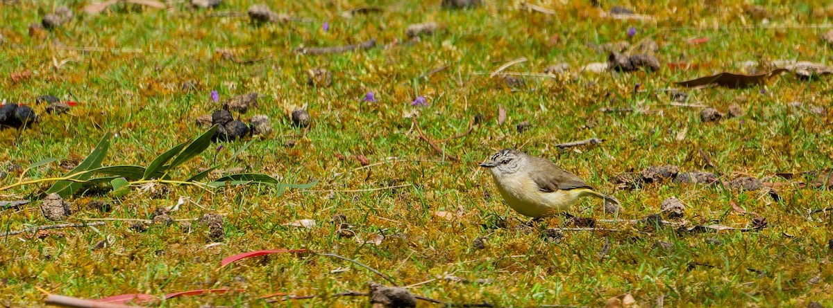 Yellow-rumped Thornbill - ML646248608