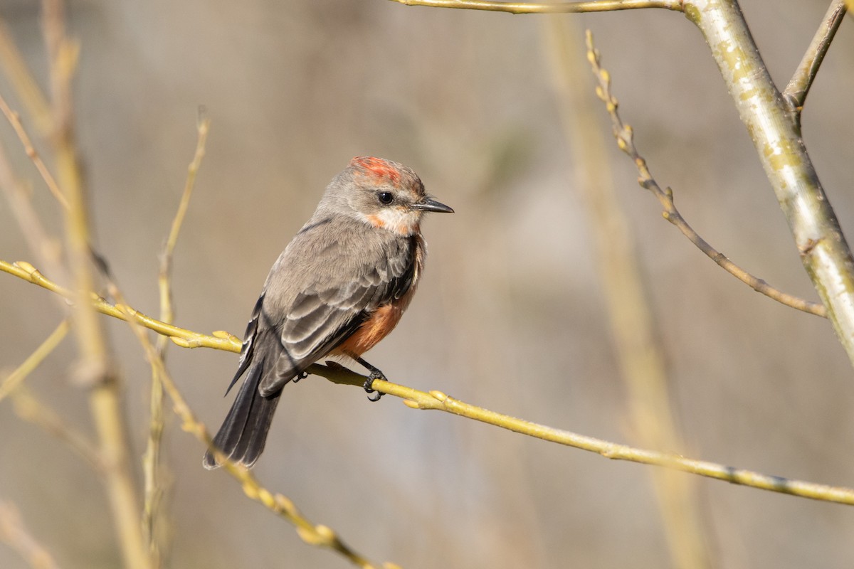 Vermilion Flycatcher - ML646248610