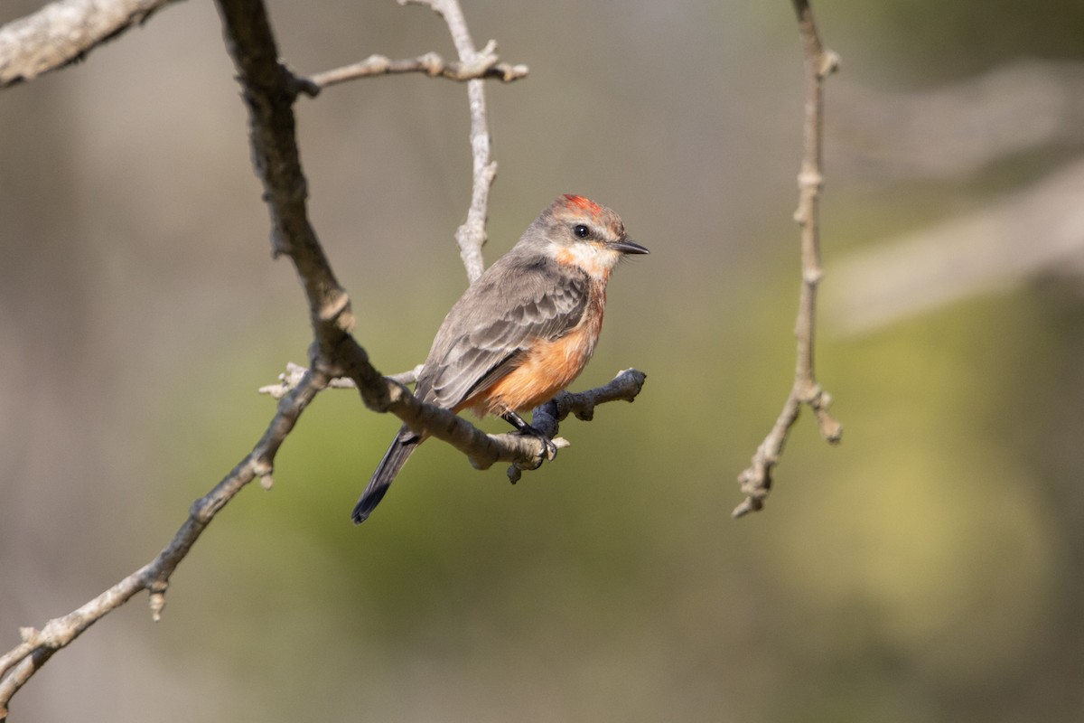 Vermilion Flycatcher - ML646248611