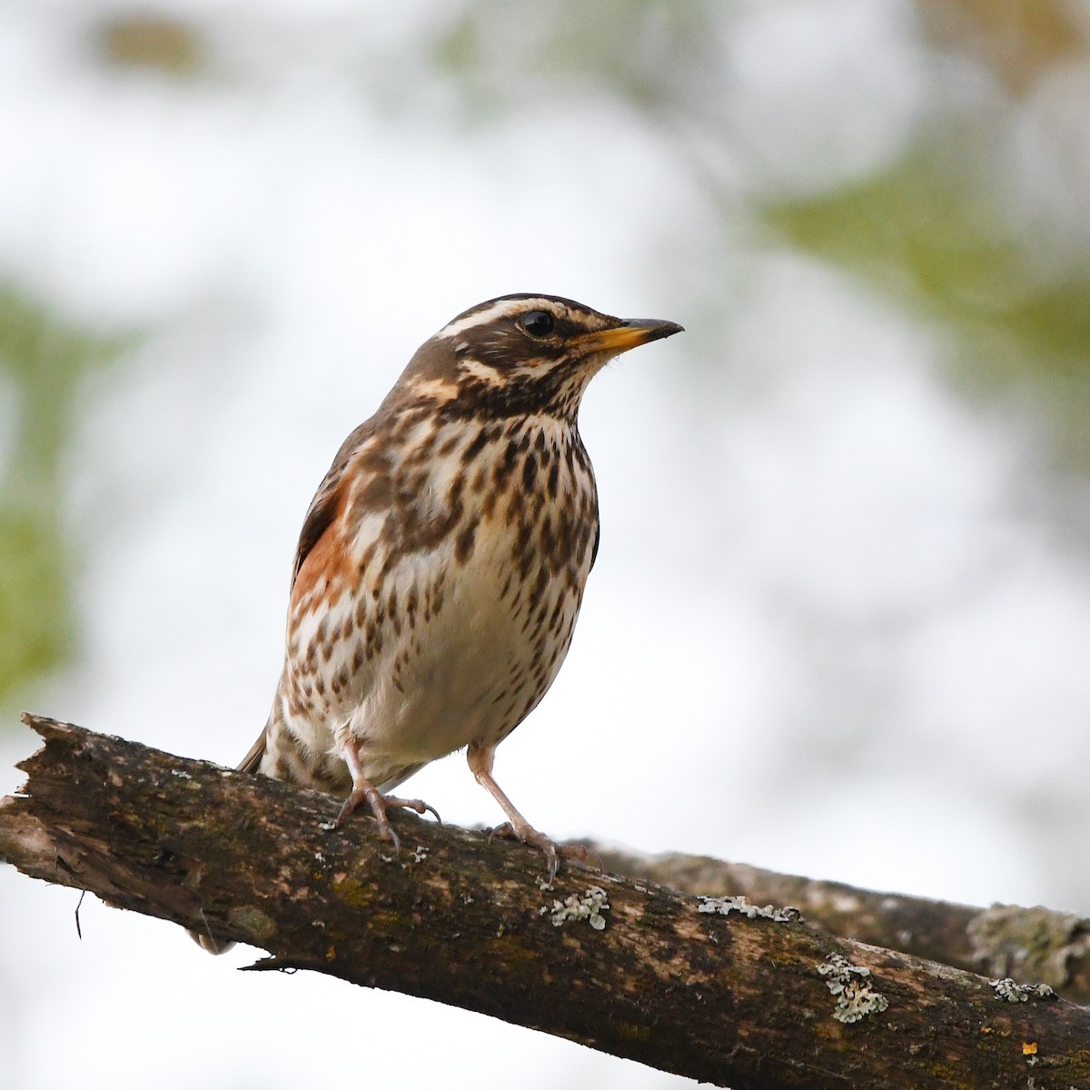 Redwing - ML646248612