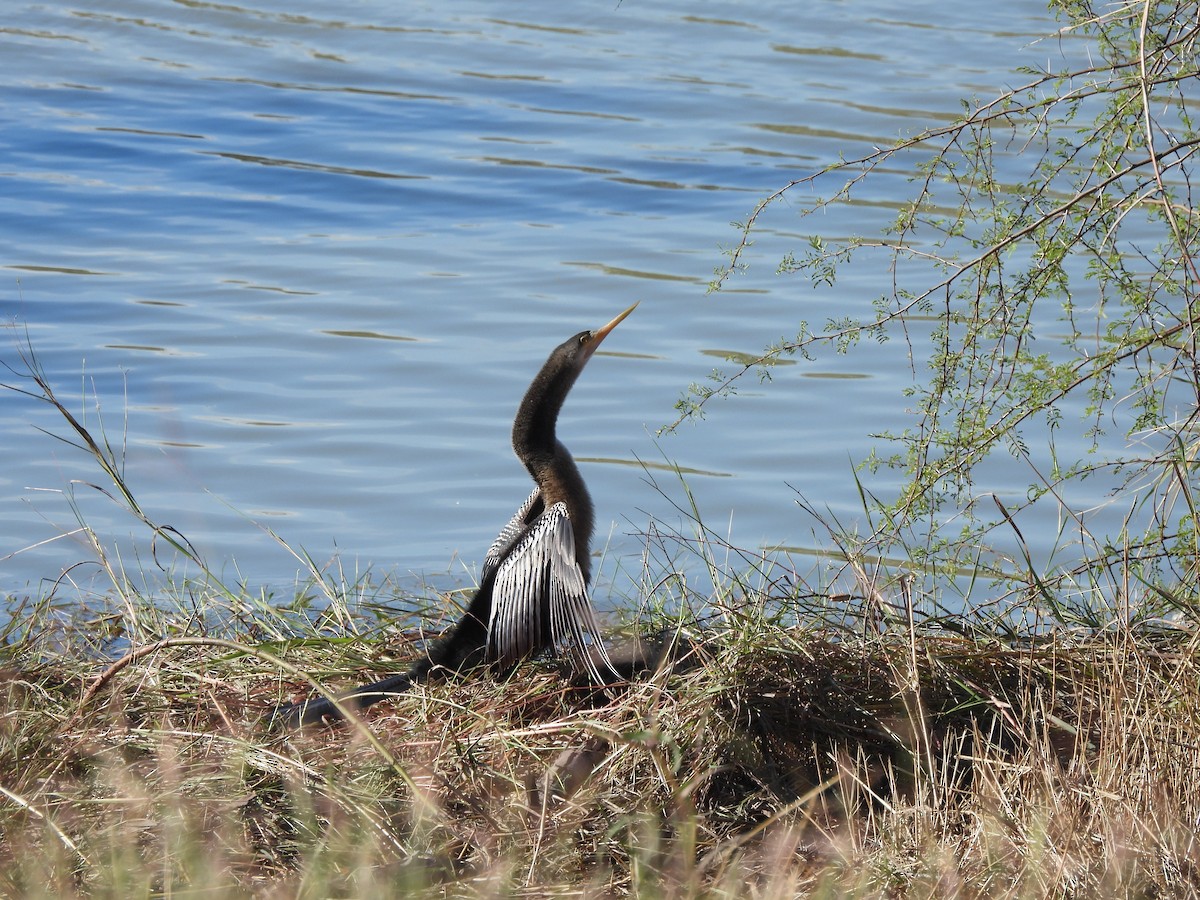 Anhinga - ML646248613